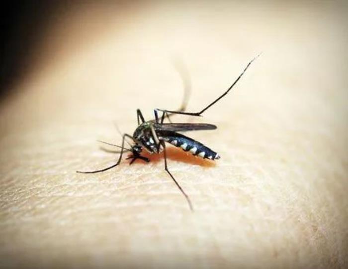 蚊子喜欢的血型（为什么蚊子偏偏喜欢你）