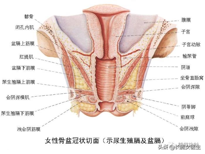 女性内部器官分布图解图片