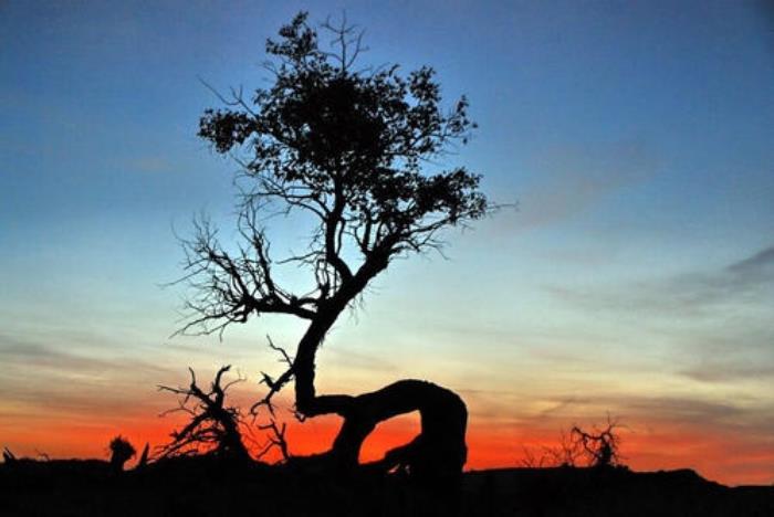 南柯一梦的故事（南柯一梦的故事背后）