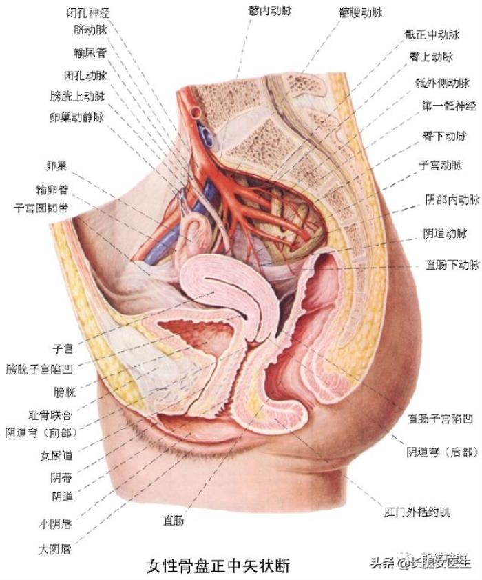 女性生殖器官图片（女性生殖系统解剖分享）