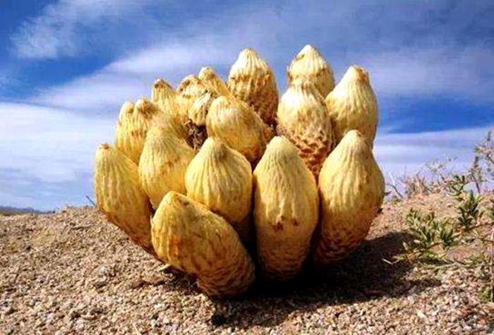 肉苁蓉的禁忌肉苁蓉补肾不能乱补