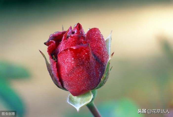 送几朵玫瑰花的含义，玫瑰花语每朵代表什么