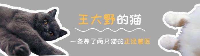 土耳其安卡拉猫（被誉为国宝的土耳其梵猫）