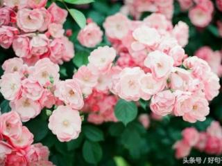 七夕说说心情短语（关于七夕的心情说说）