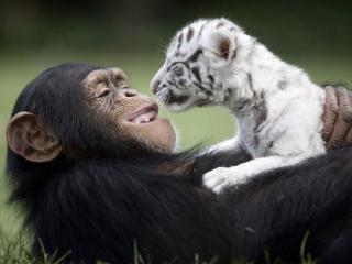 友谊的图片（12张关于友谊的照片）