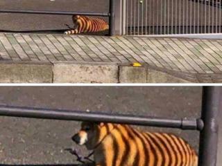 视觉错误图片（13张视觉错误照片）