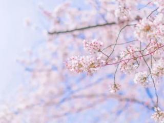 樱花短句（10首怦然心动的樱花诗）