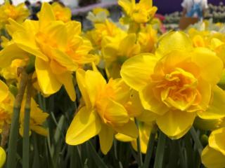 生日送什么鲜花（专属你的生日花就是）