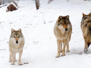 什么是社交能力（大都具备五种社交能力）