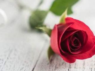 十朵玫瑰代表什么（不同朵数玫瑰代表不同的话）