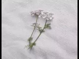 双鱼座女和什么座最配，双鱼座女生和什么座是天生一对