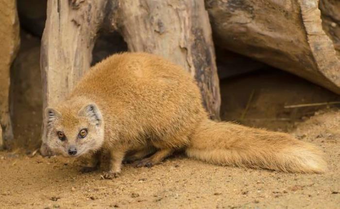 梦见前夫是什么兆头周公解梦梦见黄鼠狼是什么寓意