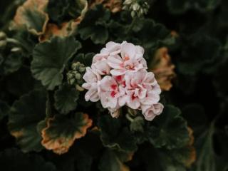 思念的句子（12个表达思念的短句）