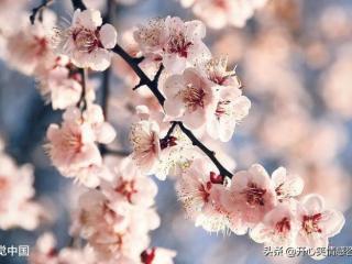 免费算桃花运（秒测你今年是否有桃花运）