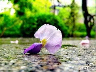 花开不是为了花落（是为了开的更加灿烂）