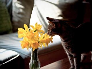 给女朋友道歉送什么花，跟女朋友道歉送什么花好