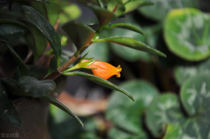 金鱼花怎么养冬季金鱼花长得慢不开花