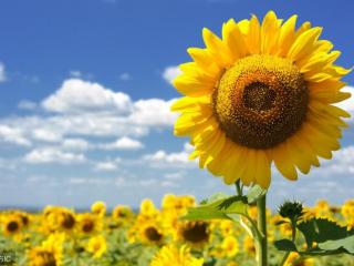 婚姻心理辅导哪里好（向日葵心理工作室介绍）