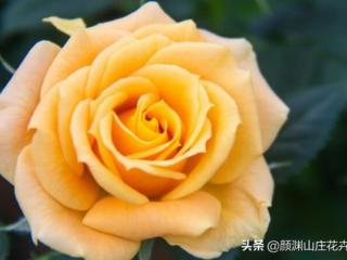 黄玫瑰的花语是什么意思（黄玫瑰代表什么意思）