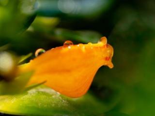 金鱼花怎么养（冬季金鱼花长得慢不开花）