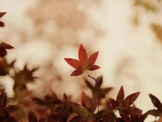 距离产生美什么意思（距离产生美的真正的含义）