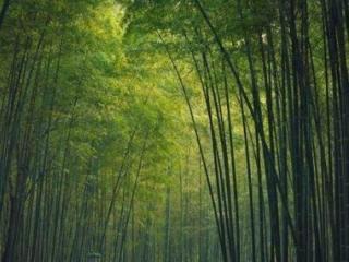 空间心情（最适合发空间的心情说说）