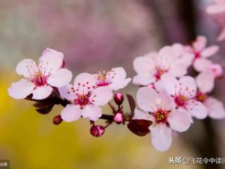 形容樱花（四月赏樱。描写樱花的16首诗词）