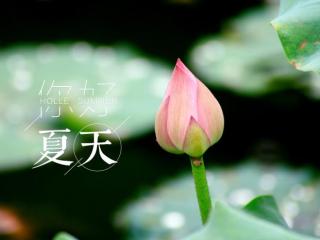 描写夏天的美景短句（这些描写夏天的好句子）