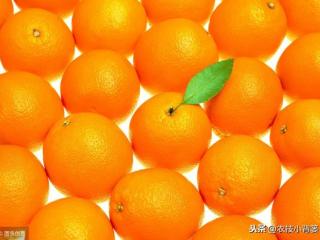桔子和橘子一样吗（桔子和橘子到底是不是同一种水果）