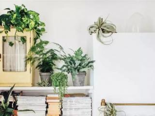 办公室绿色植物（办公室很难被养死的7种盆栽绿植）