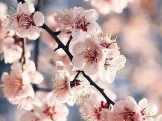 测今年桃花运（秒测你今年是否有桃花运）