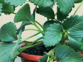 草莓印怎么种出来的（草莓籽怎么种植才能最快发芽）