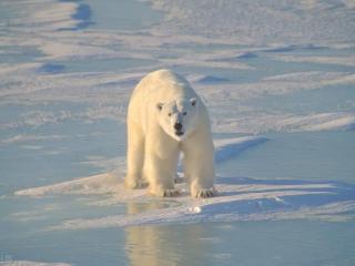北极熊生活在哪里（为什么北极熊不生长在南极）