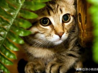 半夜猫叫有预兆真的吗（只要夜晚猫叫就是叫春）