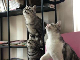 半夜猫叫有什么预兆（半夜听见猫叫千万别出去）