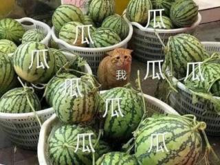吃瓜是什么意思（上海人曾经是这么吃瓜的）