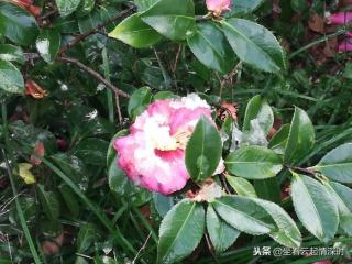 出过轨的男人就像（出轨的男人就像掉在屎上的人民币）