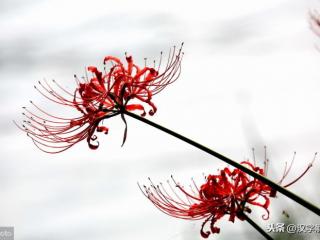 彼岸花花语是什么（只因它的花语太凄惨）