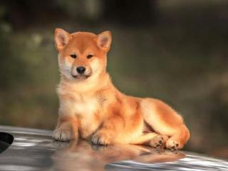 宠物犬的种类（你知道狗狗分为什么种类吗）