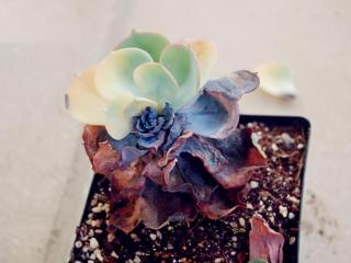 腐是什么意思（腐刑的腐是什么意思）