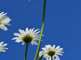 高情商的句子（能展现你情商高的句子）