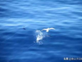 飞鸟与鱼的爱情故事（鱼儿与飞鸟的爱情故事）