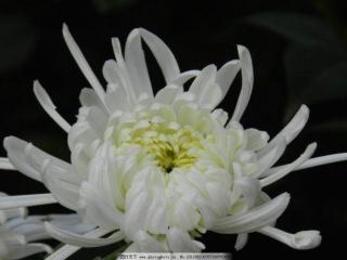 怀念的图片（永远永远的泪水——怀念母亲）