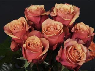 最美的情话简短（唯美感人的情话句子）