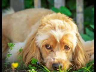 狗和什么属相最配（两者属相配对的优缺点）