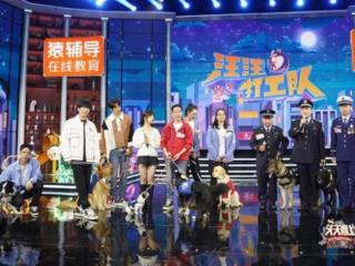 狗的感人故事（听完这些汪汪打工队的故事）