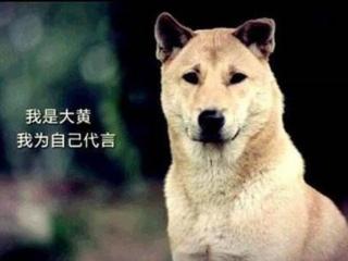 狗狗品种排名（寿命最长的10种狗狗）