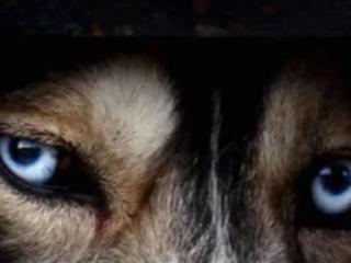 如何测试智商（一秒测出你智商的高低）