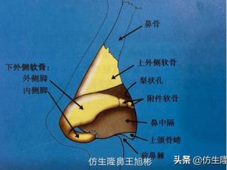 整形鼻尖整形（鼻尖成型的基本方法）