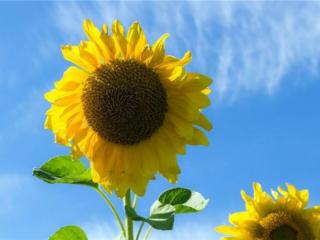 攒够了失望的经典句子（时间会帮你攒够失望）